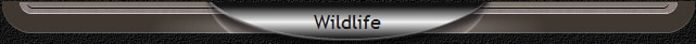 Wildlife